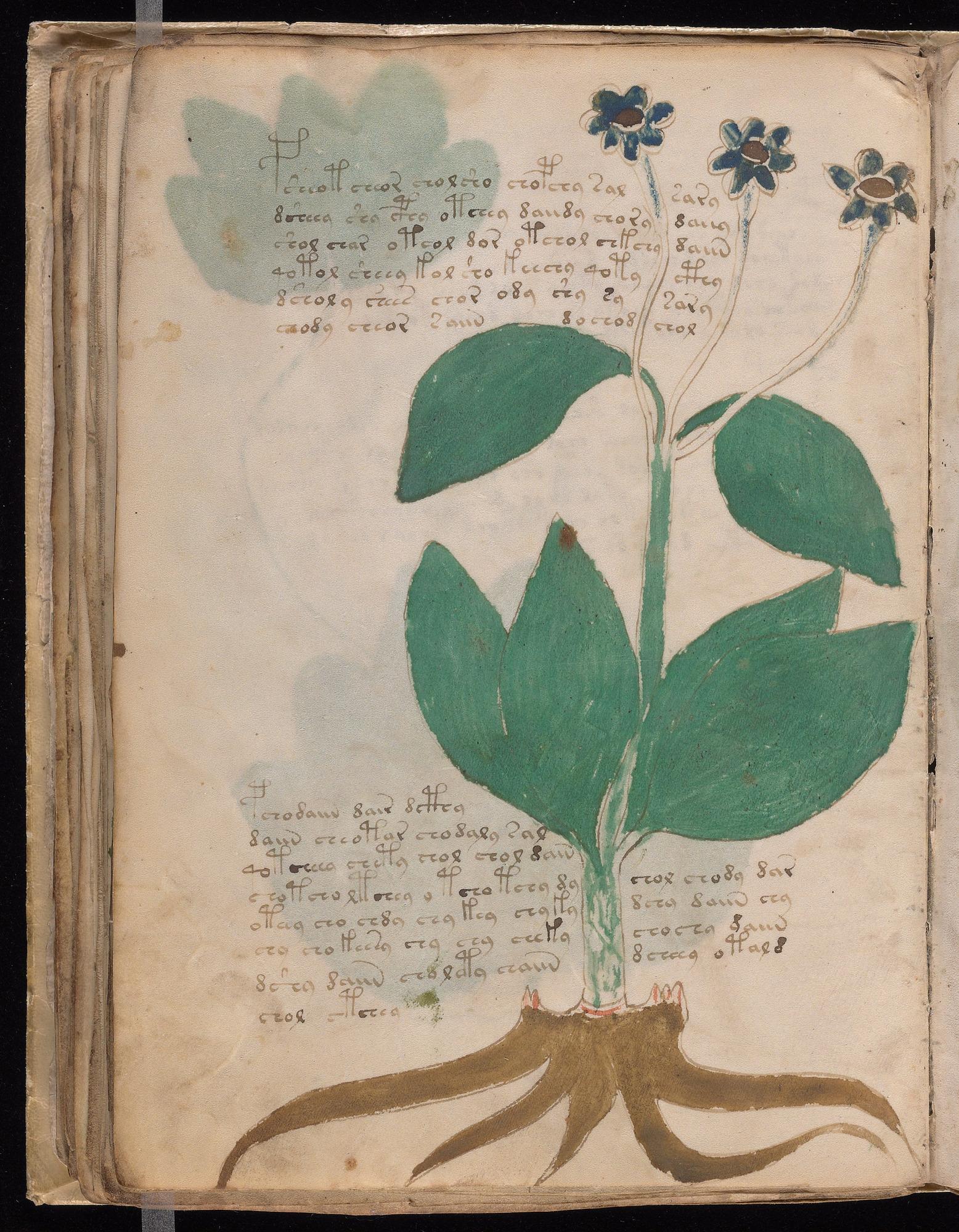 Voynich Manuscript folio f47v — Beinecke MS 408